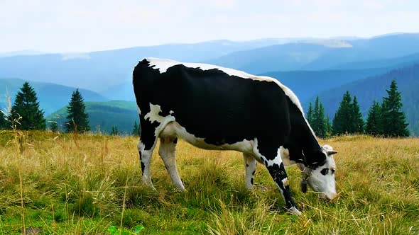 Cow on Pasture in the Mountains