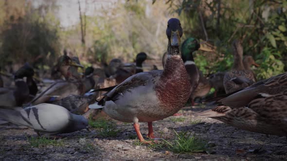 Ducks on the pond