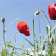 Field of poppy Papaver rhoeas flower on the wind 4K footage - VideoHive Item for Sale
