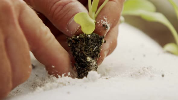 Macro shot of farmer hand planting a small plant inside a detached substrate bag