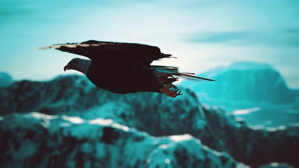 Slow Motion American Bald Eagle in Flight Over Alaskan Mountains