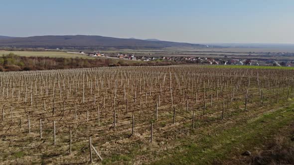 Beautiful landscape springtime In the vineyards on Zakarpattya Ukraine