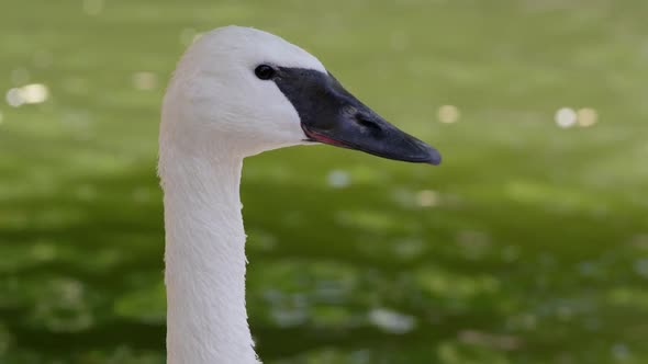 Up close view of a swans head