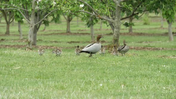 Australian Wood Ducklings Walking In Green Fields With Parents