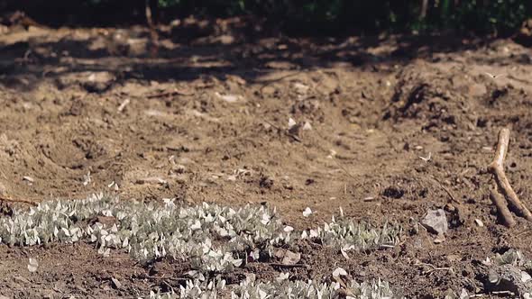 Lot of White Butterflies Fly Around a Large Puddle, Located Near the Forest