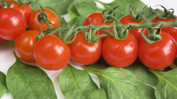 Motion Along Red Ripe Vining Round Tomatoes with Water Drops