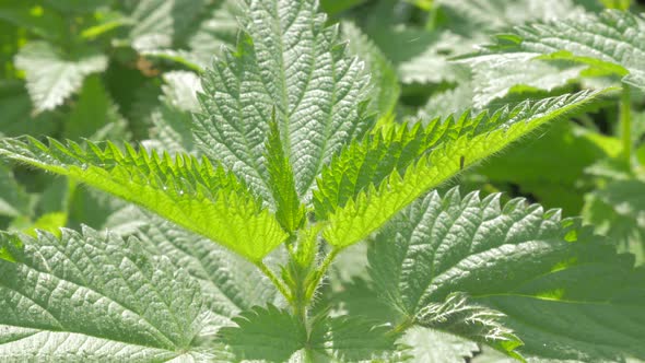 Common nettle plant  natural environment  4K 2160p UHD panning footage - Urtica dioica stinging nett