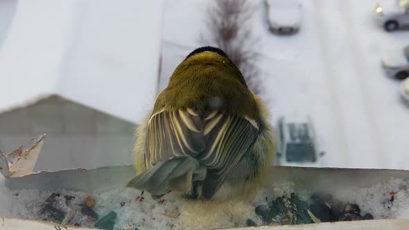 Tits fly to the feeder with seeds