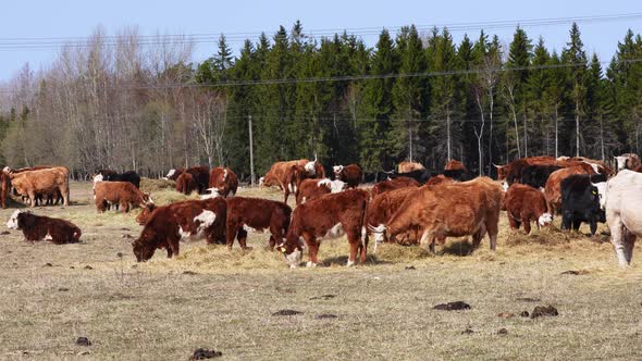 Charolais and Chandler Herefords Cow Eating at Autumn Field