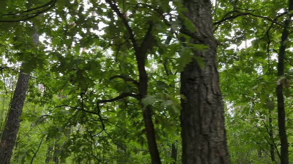 Slow Motion View of Green Forest By Day