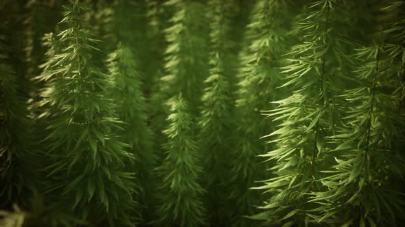 Field of Green Medial Cannabis