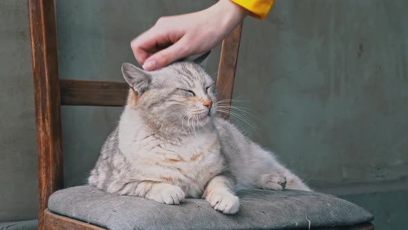 Woman's Hand Strokes a Homeless Dirty Cat on a Torn Chair