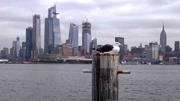 seagull with NYC skyline in background