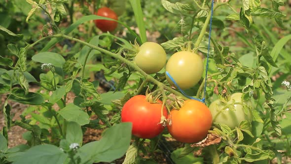 Tomato Growing in the Garden