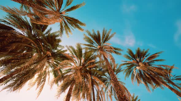 Palm Trees at Sunset Light and Sky alt