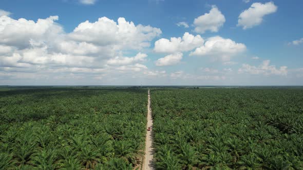 Oil Palm Tree Plantation