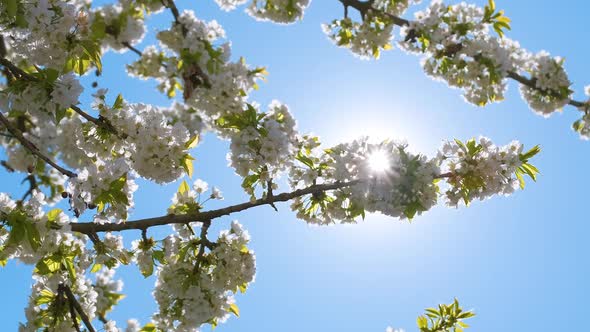 Twigs of Cherry Tree with White Blossoming Flowers in Early Spring