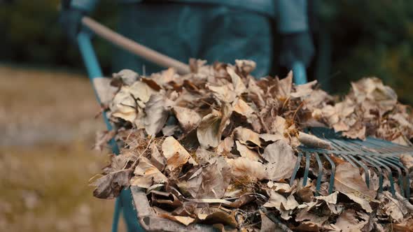 Garden Worker Pushing a Wheelbarrow Filled with Dry Leaves and Tree Branches To the Trashcan To