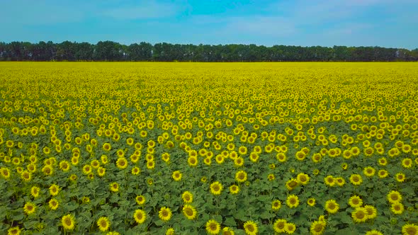 Fly Oversunflower Field