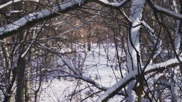 Close-up. Snow lies on the branches of trees in the forest. A beautiful winter tale. Slow motion.