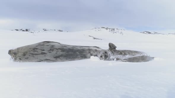 Antarctica Baby Adult Weddell Seal Play