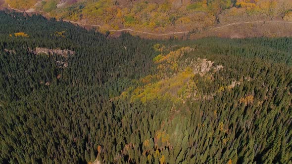 Aspens turning on Kebler Pass, Colorado