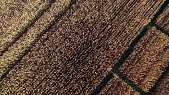 Wheat Field Top View