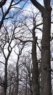 Vertical Video of the Forest with Trees Without Leaves