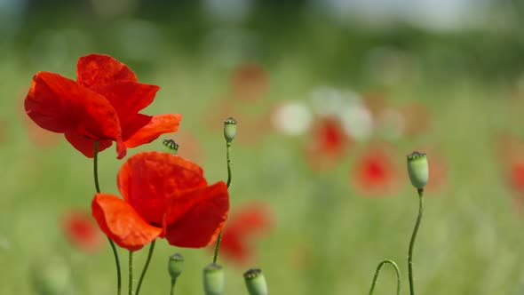 Red Flowers of Poppies on a Green Field Sway in the Wind