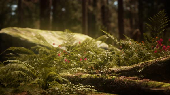 Early Morning Sunlight in the Sequoias of Mariposa Grove alt