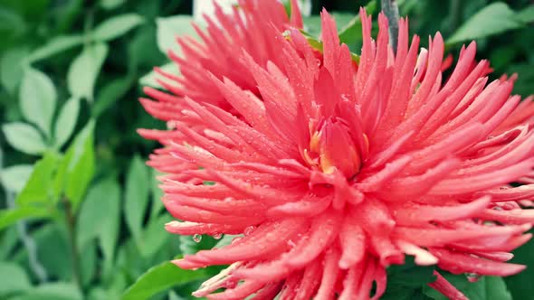 Red Chrysanthemum On A Background Of Green Leaves 