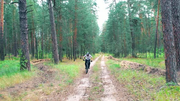 Pine Forest with a Bike Rider Moving Through It