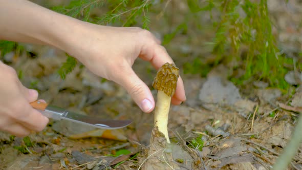 Verpa bohemica in the spring forest. A girl cuts a mushroom with a special camping knife