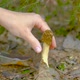 Verpa bohemica in the spring forest. A girl cuts a mushroom with a special camping knife - VideoHive Item for Sale