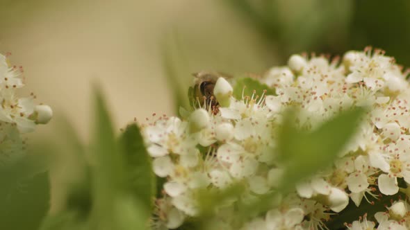 Africanized Honey Bee Crawling On White Firethorn Flowers. Selective Focus Shot
