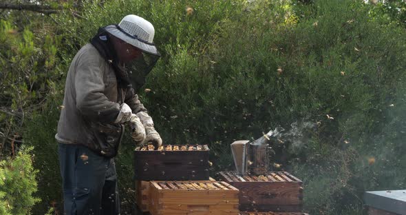 Honey harvesting, Occitanie, Europe, France