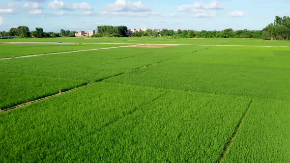 green paddy field