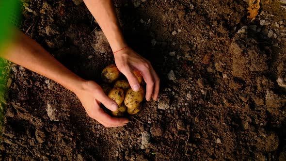 Harvest Potatoes in the Garden in the Hands