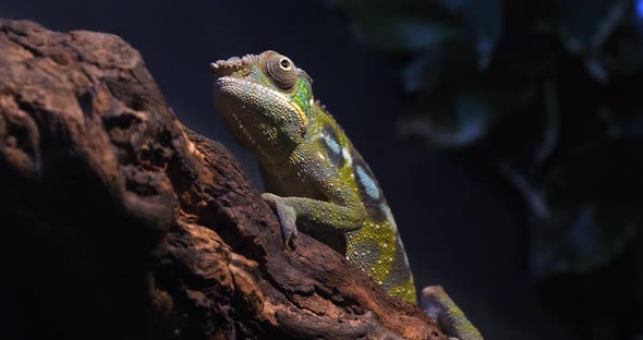 Panther Chameleon, furcifer pardalis, Adult standing on Branch, Madagascar, Slow motion 4K