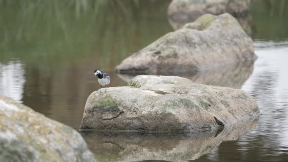 pied wagtail dancing on rock near a lake