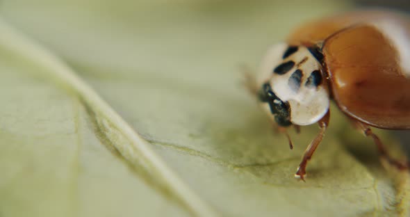 Macro shot of lady beetle sitting on a leaf. Camera panning from left to right.