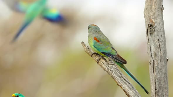 Female Mulga Parrot in a Tree at Gluepot