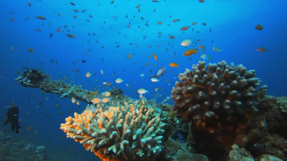 Underwater Colorful World Fish