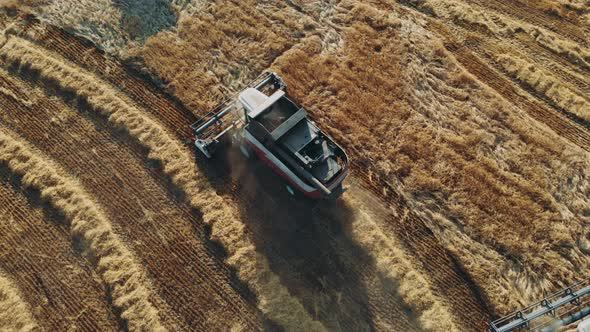 Aerial View of Modern Combine Harvesting Wheat on the Field. Flying Directly Above Combine. Top View