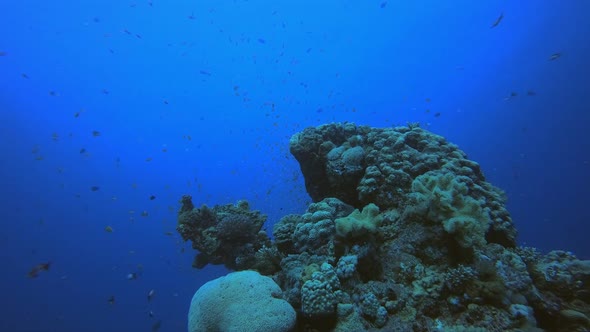 Colourful Tropical Reef Scene