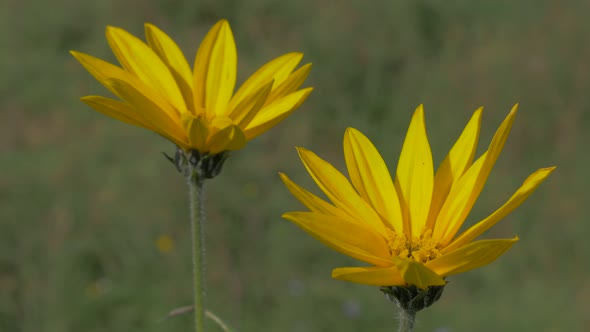 Jerusalem artichoke  plant outdoor  4K 2160p UHD shallow DOF video - Helianthus tuberosus sunroot  p