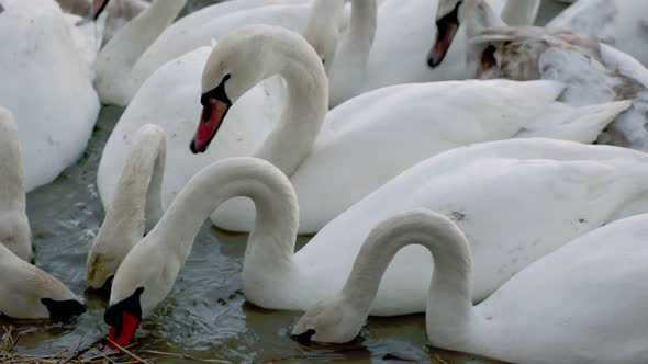 Many Swans Swim on the River