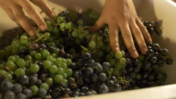 Othello grapes in vintage crusher