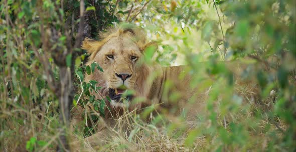 Lion sitting between bushes