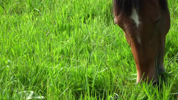 Good pasture contains most of the nutrition a horse requires to be healthy.